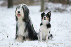 Bearded Collie and Sheltie