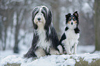 Bearded Collie and Sheltie