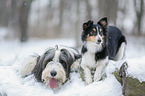 Bearded Collie and Sheltie