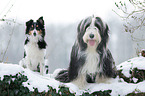 Bearded Collie and Sheltie