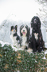 dogs in snow