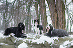 dogs in snow flurries