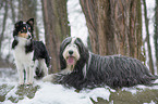 Bearded Collie and Sheltie