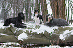 dogs in snow flurries