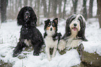 dogs in snow flurries