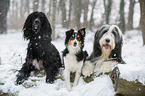 dogs in snow flurries