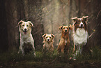 4 Dogs