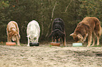 Dogs on the food bowl