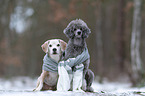 Beagle and standard poodle