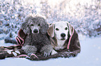 Beagle and standard poodle