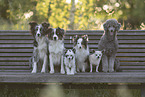 Group of dogs on park bench