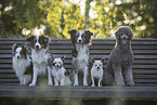 Group of dogs on park bench