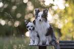 Powderpuff and Sheltie