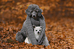 Poodle and Chihuahua