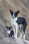 Border Collie and Chihuahua
