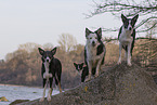 Border Collie and Chihuahua