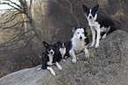 Border Collie and Chihuahua