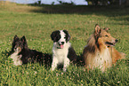 Border Collie, Sheltie and Collie