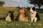 Border Collie, Sheltie and Collie