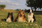 Border Collie, Sheltie and Collie