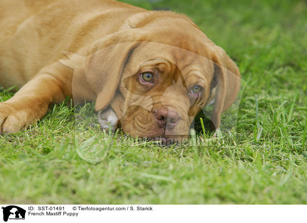 Bordeauxdogge Welpe / French Mastiff Puppy / SST-01491