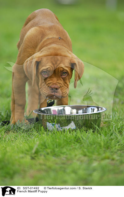 Bordeauxdogge Welpe / French Mastiff Puppy / SST-01492