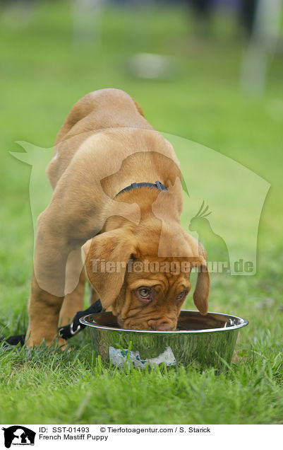 Bordeauxdogge Welpe / French Mastiff Puppy / SST-01493