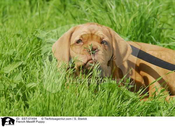 Bordeauxdogge Welpe / French Mastiff Puppy / SST-01494