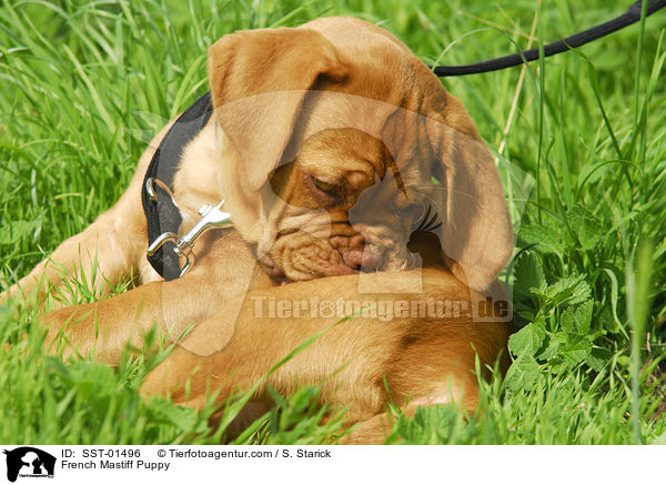 Bordeauxdogge Welpe / French Mastiff Puppy / SST-01496