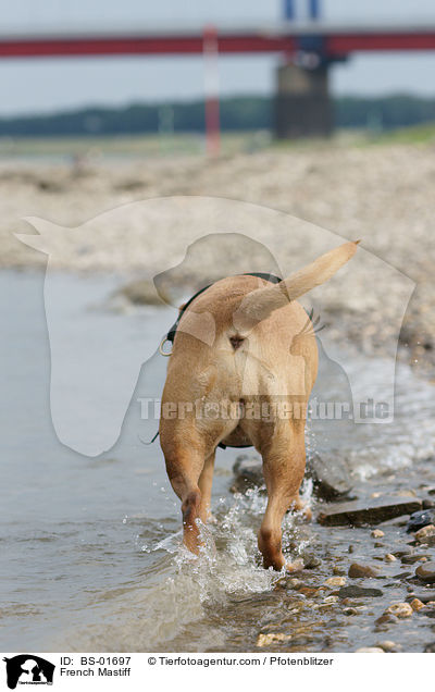 Bordeauxdogge / French Mastiff / BS-01697