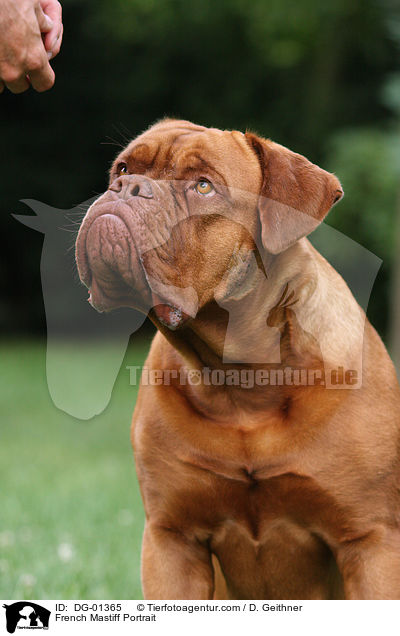 Bordeauxdogge Portrait / French Mastiff Portrait / DG-01365
