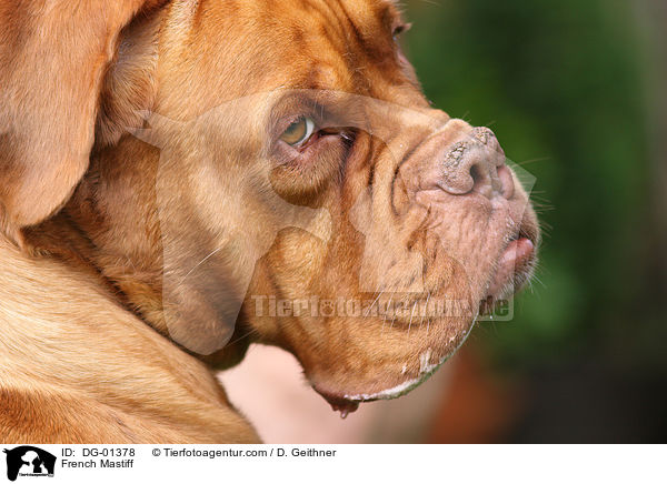 Bordeauxdogge / French Mastiff / DG-01378