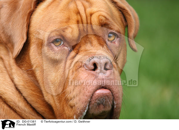 Bordeauxdogge / French Mastiff / DG-01381
