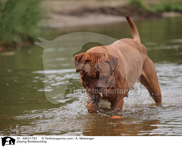 spielende Bordeauxdogge / playing Bordeauxdog / AM-01793