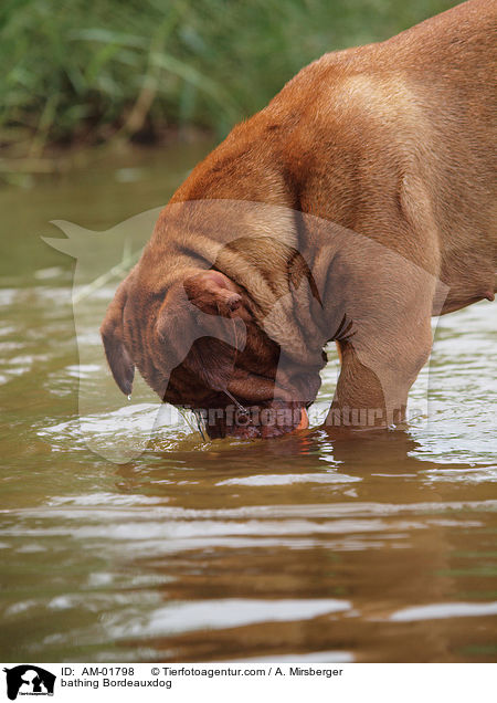 badende Bordeauxdogge / bathing Bordeauxdog / AM-01798