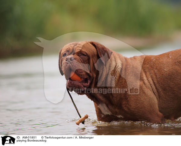 spielende Bordeauxdogge / playing Bordeauxdog / AM-01801