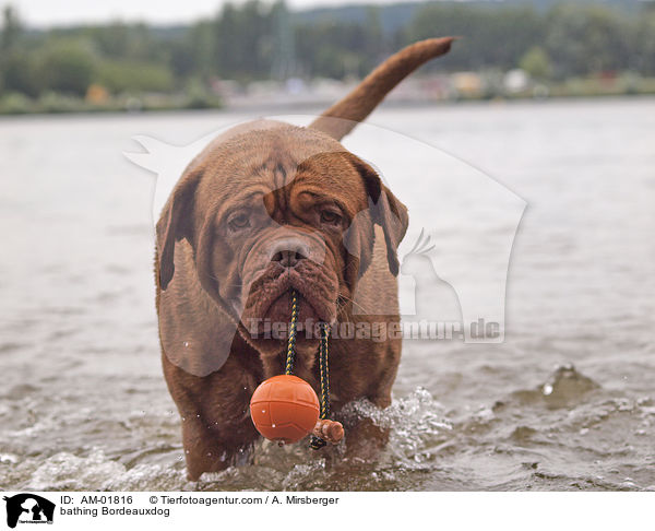 badende Bordeauxdogge / bathing Bordeauxdog / AM-01816
