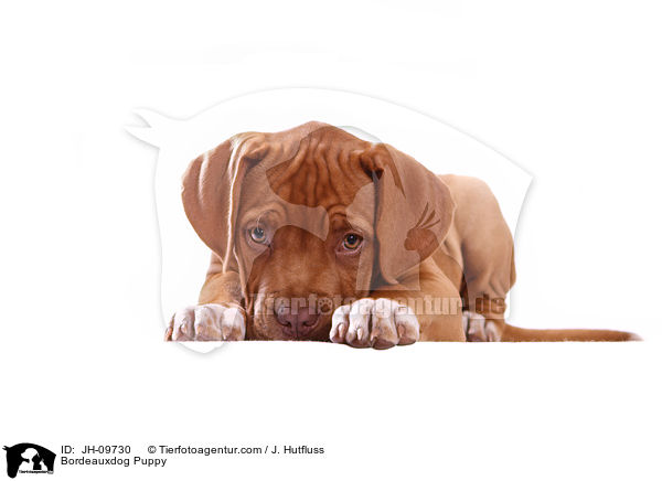Bordeauxdogge Welpe / Bordeauxdog Puppy / JH-09730
