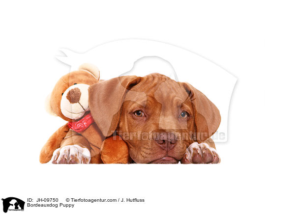 Bordeauxdog Puppy / JH-09750