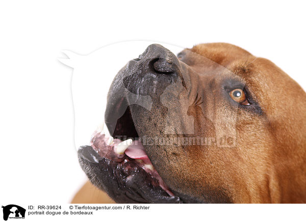 Bordeauxdogge Portrait / portrait dogue de bordeaux / RR-39624