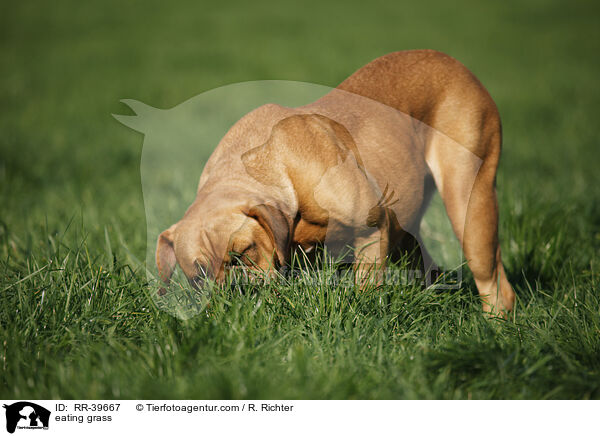 Gras fressen / eating grass / RR-39667