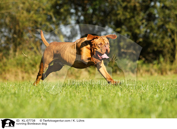 rennende Bordeauxdogge / running Bordeaux dog / KL-07738