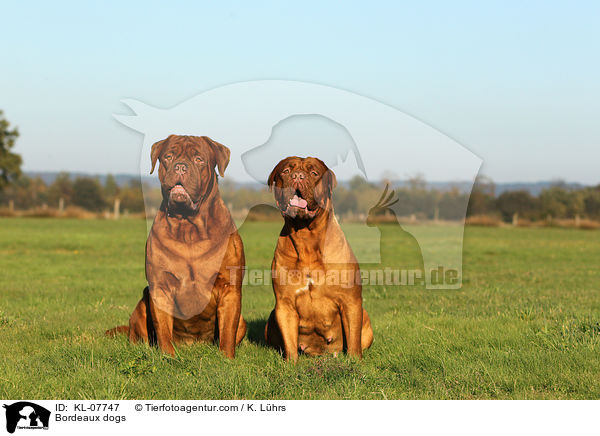 Bordeauxdoggen / Bordeaux dogs / KL-07747