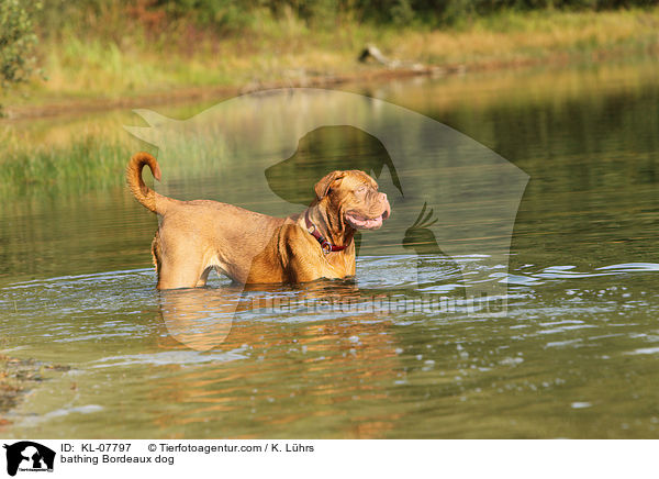badende Bordeauxdogge / bathing Bordeaux dog / KL-07797