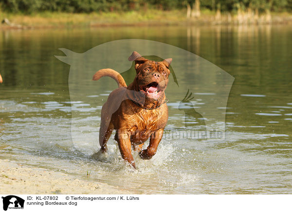 rennende Bordeauxdogge / running Bordeaux dog / KL-07802