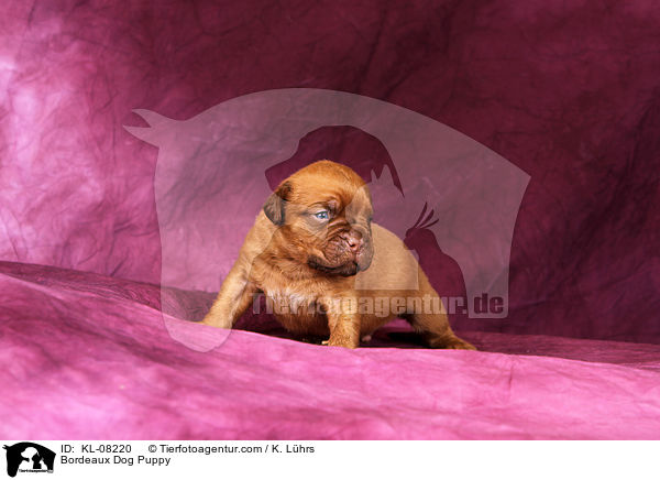 Bordeauxdogge Welpe / Bordeaux Dog Puppy / KL-08220