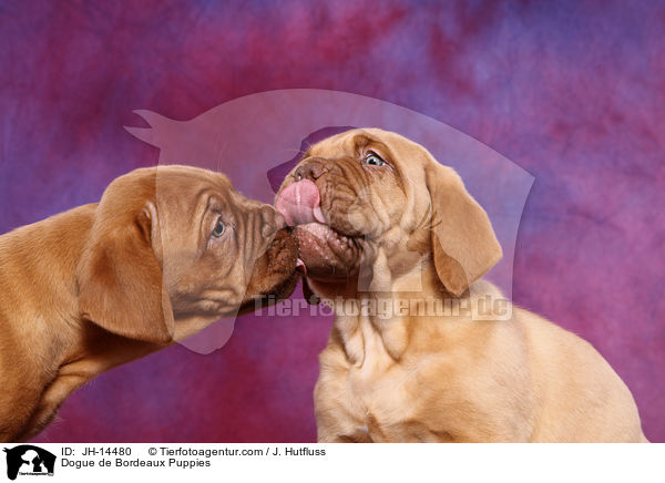 Bordeauxdogge Welpen / Dogue de Bordeaux Puppies / JH-14480