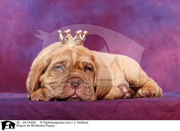 Dogue de Bordeaux Puppy / JH-14499