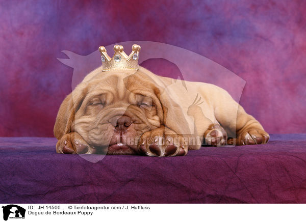 Bordeauxdogge Welpe / Dogue de Bordeaux Puppy / JH-14500