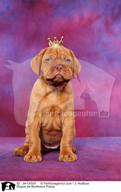 Dogue de Bordeaux Puppy / JH-14504